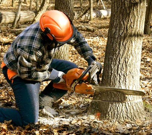 Tree Removal in Rock View, WV